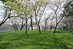 太子湾公园樱花