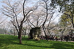 太子湾公园樱花