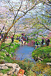 太子湾公园樱花
