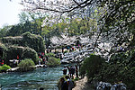 太子湾公园樱花