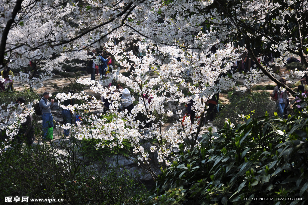 太子湾公园樱花