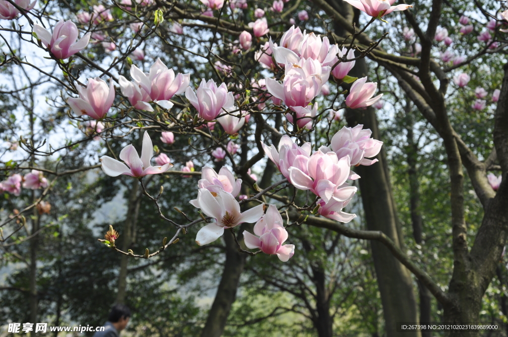 太子湾公园玉兰花