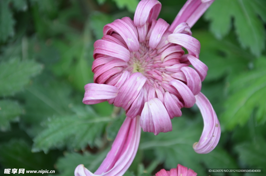 菊花