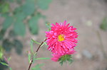 翠菊
