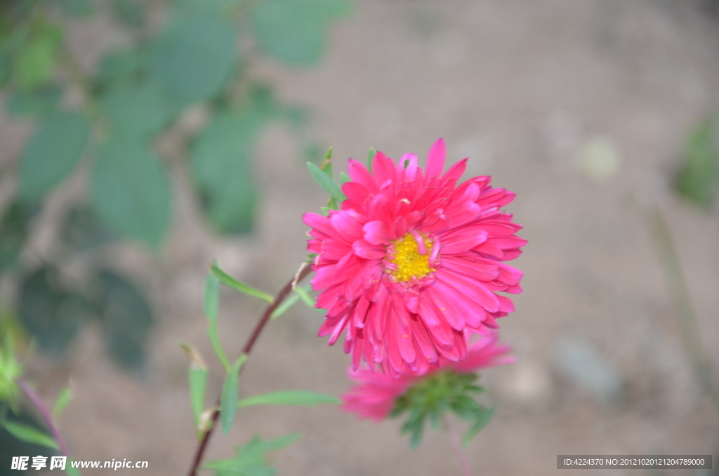 翠菊
