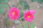 翠菊