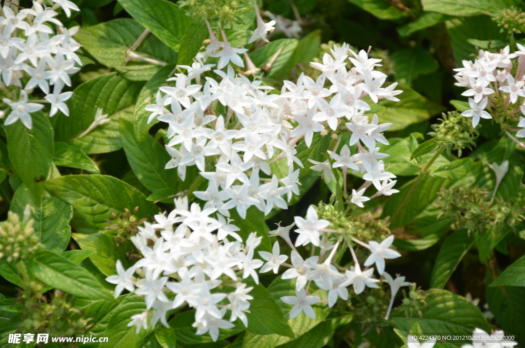 繁星花