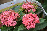 龙船花