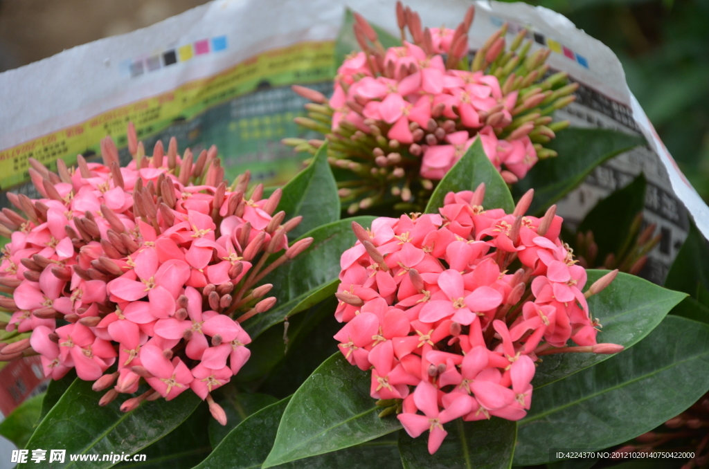 龙船花