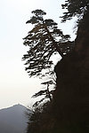 泰山迎客松