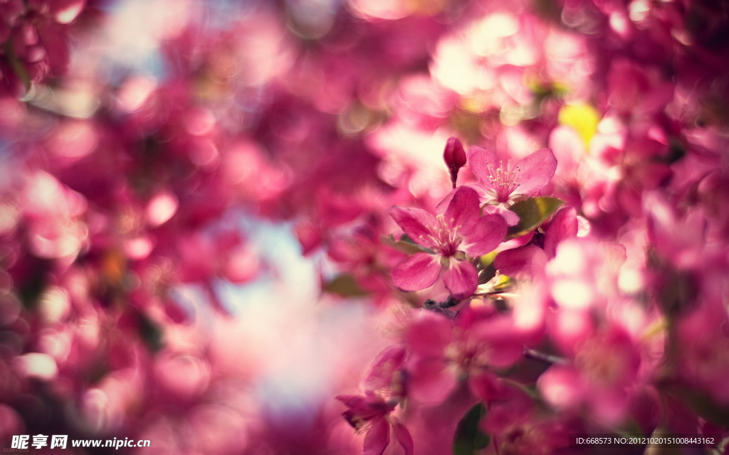 桃花