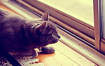 黑猫