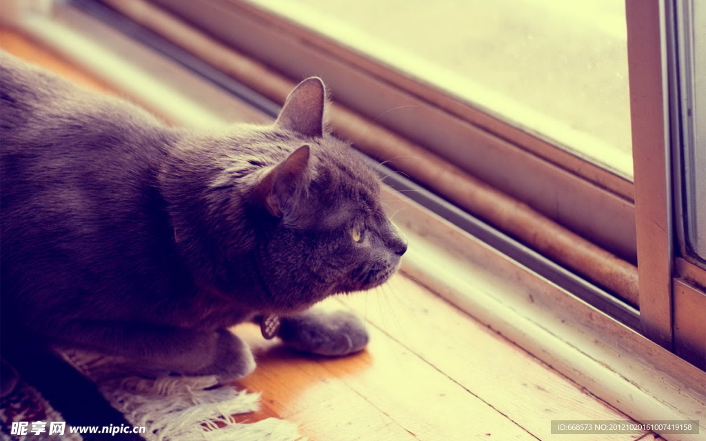 黑猫