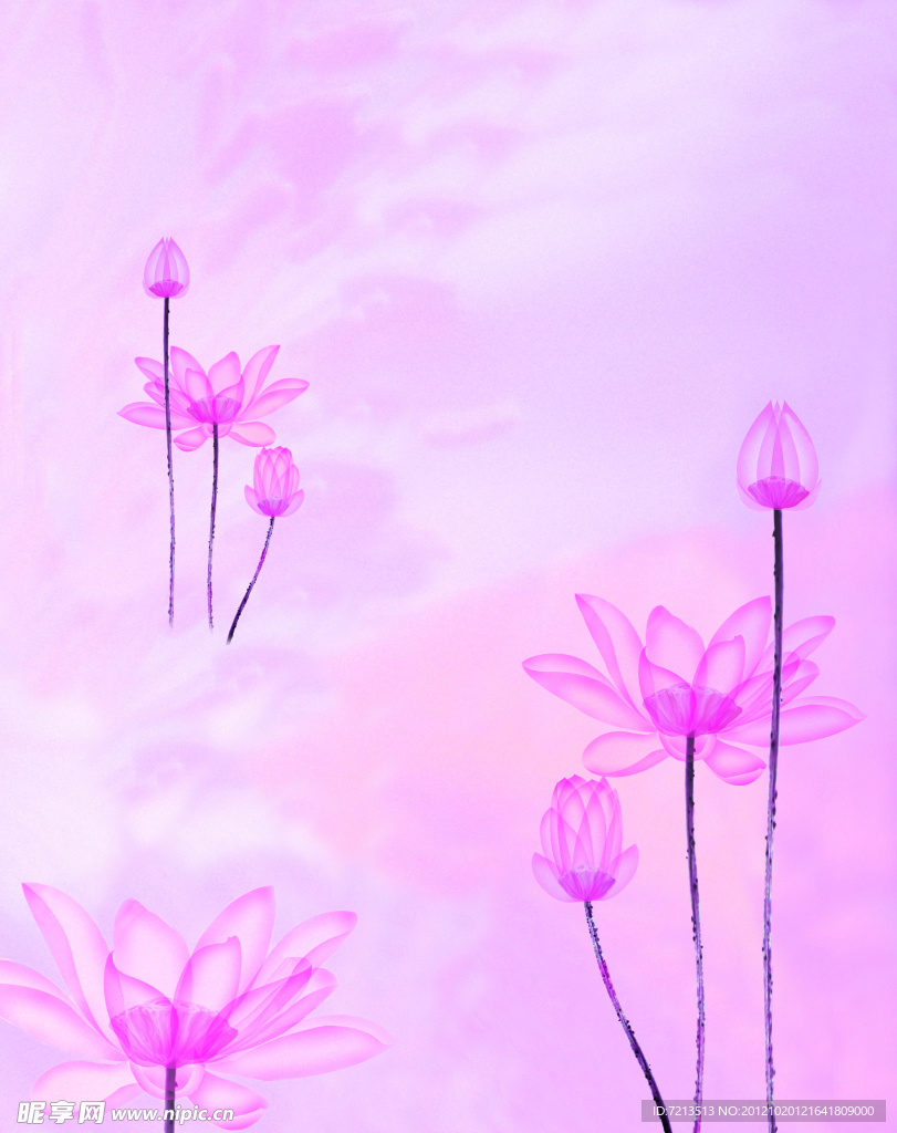 荷花