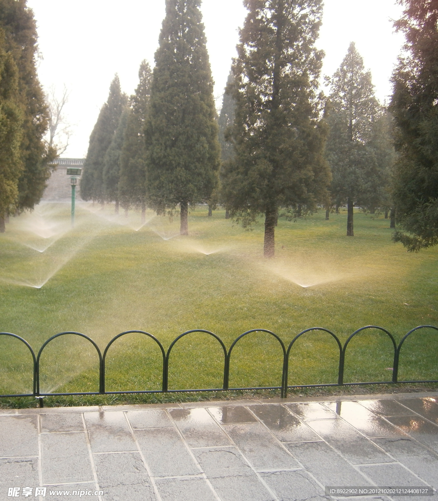 松树