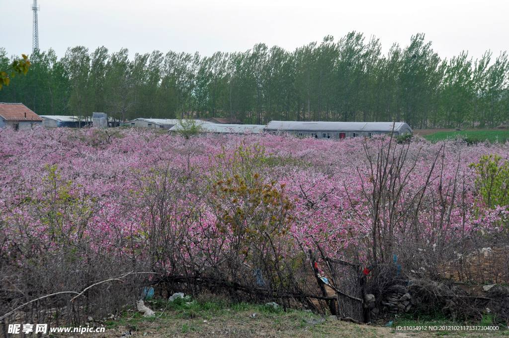 桃花