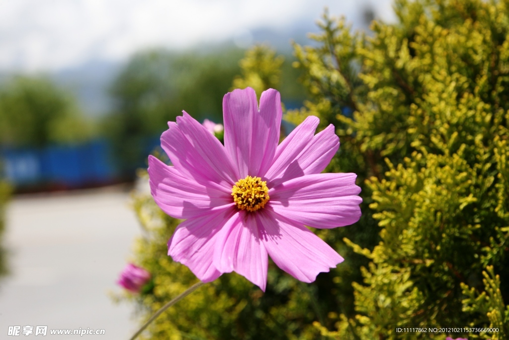 格桑花
