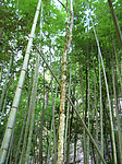 竹林