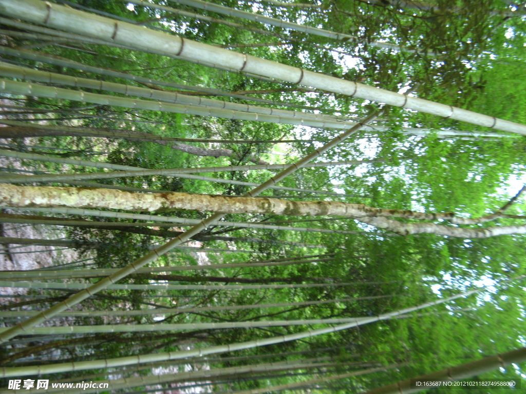 竹林
