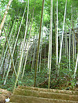 竹林