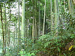 竹林