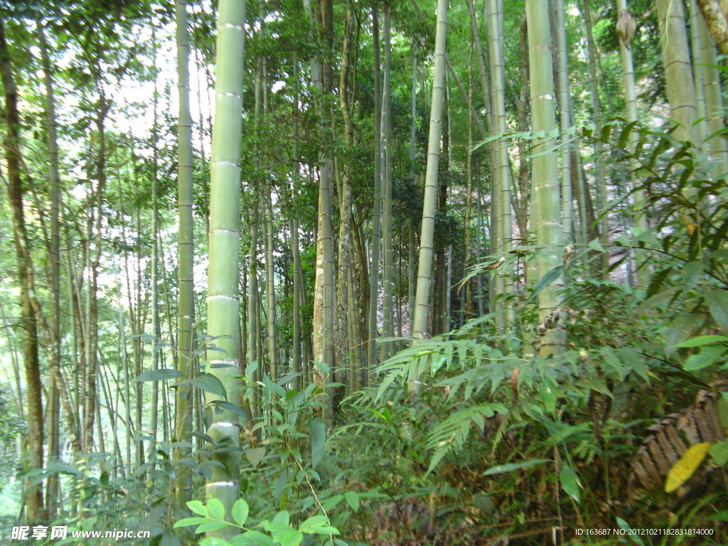 竹林