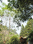 绿树