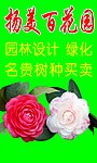 茶花