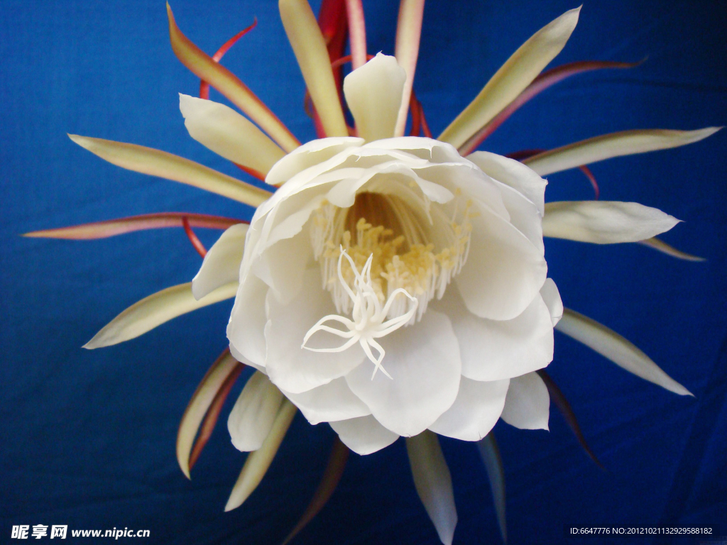 昙花