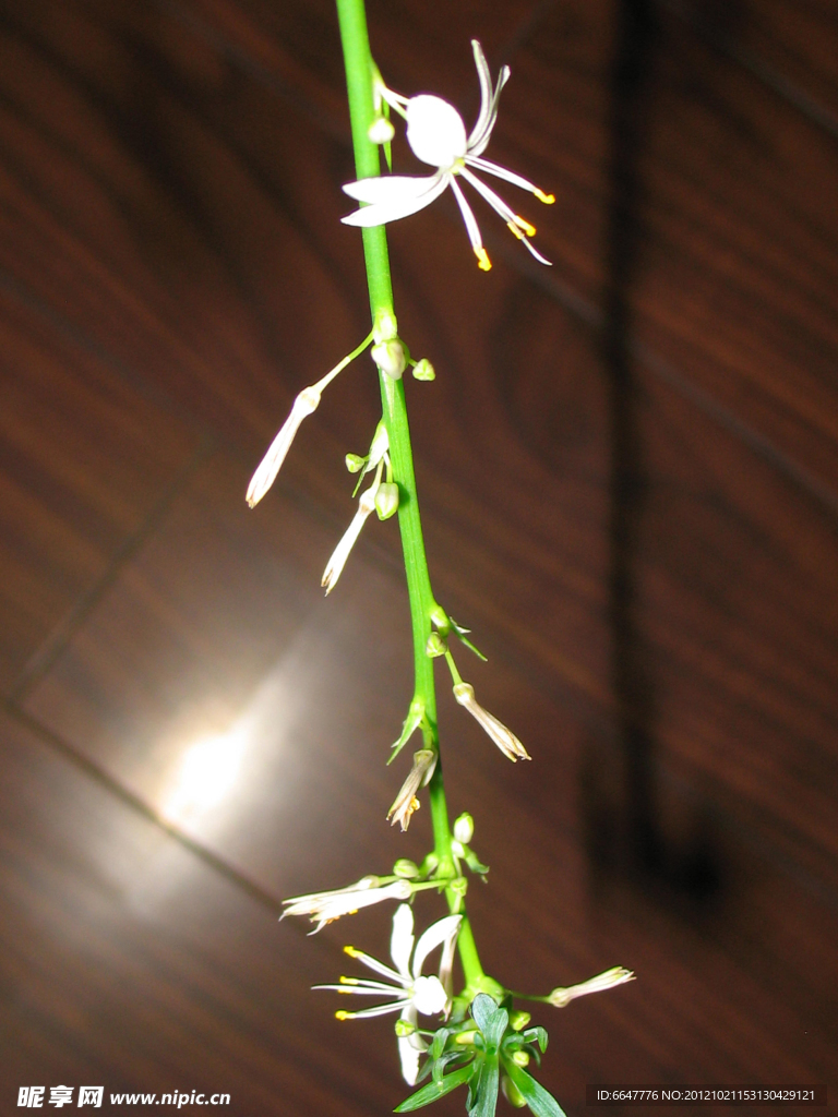 吊兰