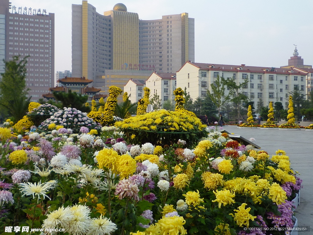 菊花展摄影图__花草_生物世界_摄影图库_昵图网nipic.com