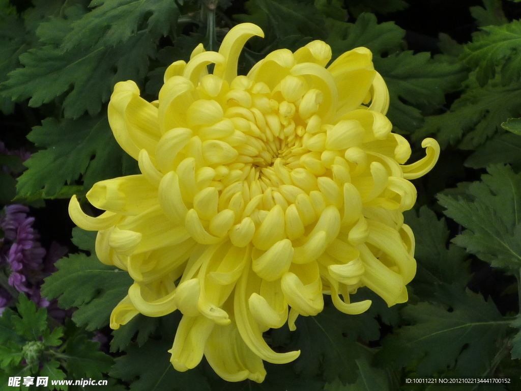 菊花