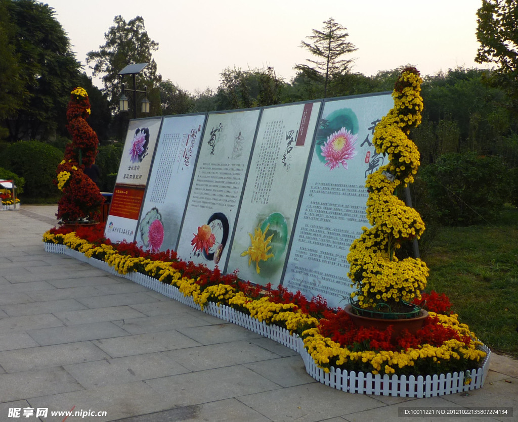 菊花展