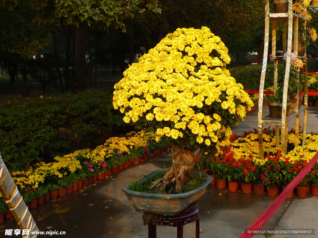 菊花盆景