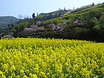 春天油菜