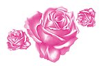 粉色玫瑰花（位图）