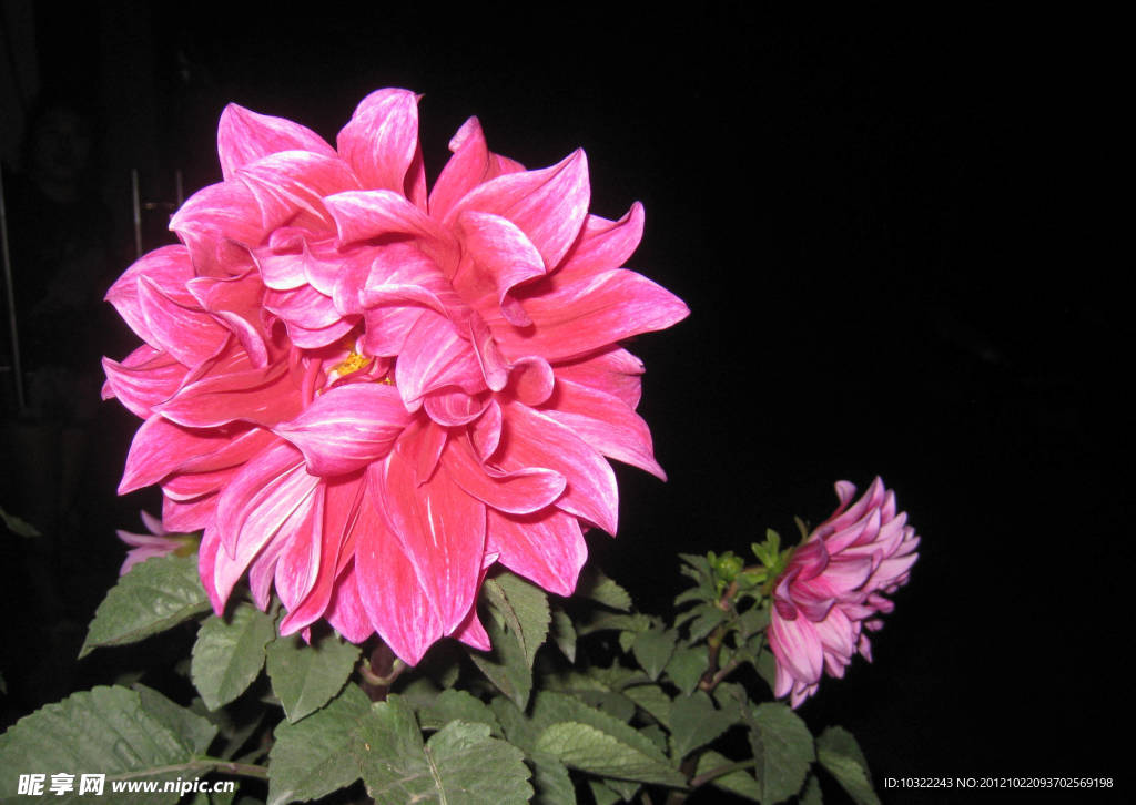 芙蓉花