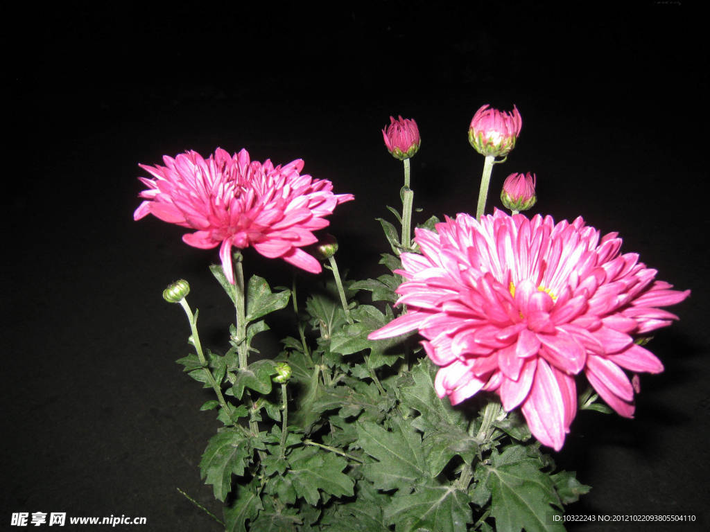 芙蓉花