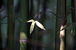 竹林