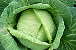 卷心菜