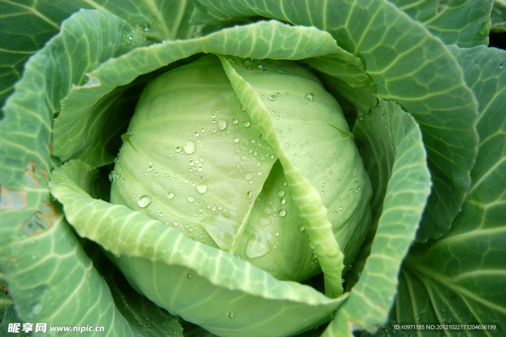 卷心菜