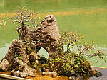 盆景(非高清)