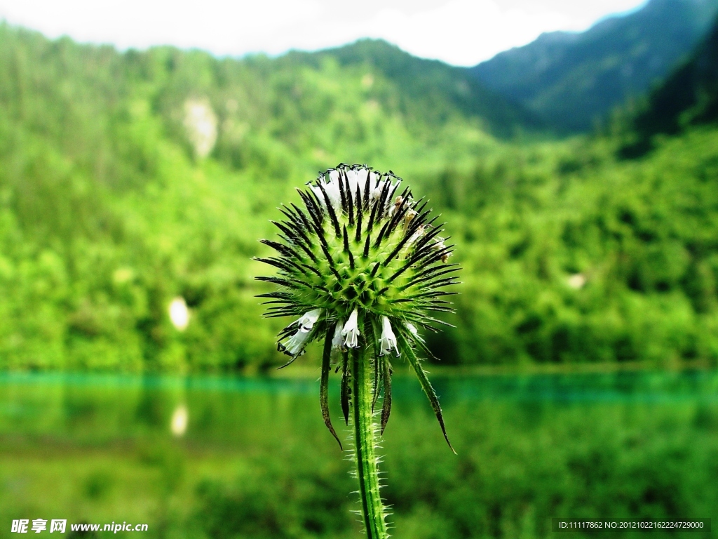 小花植物