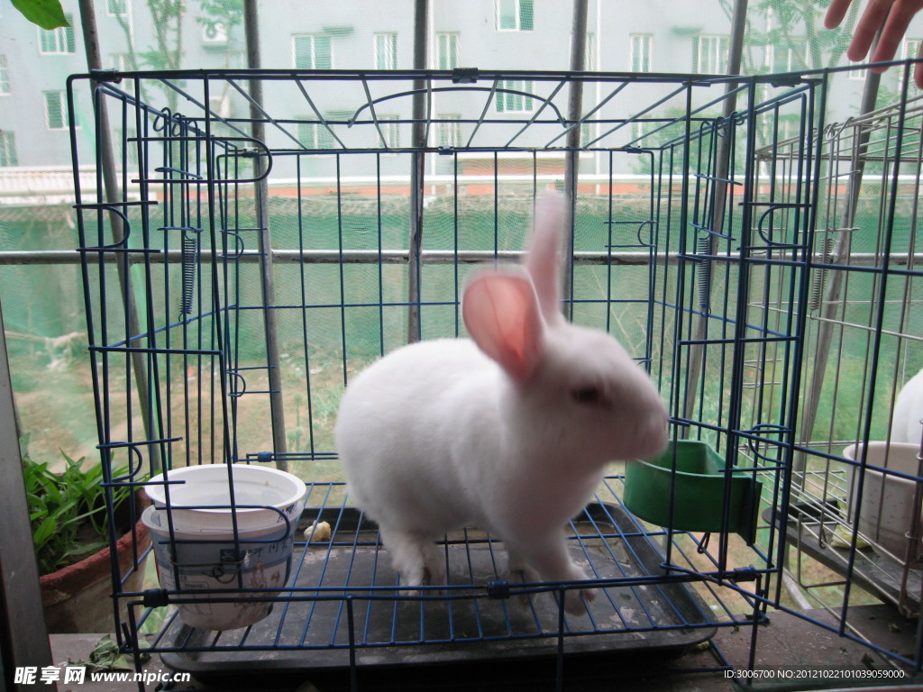 小白兔