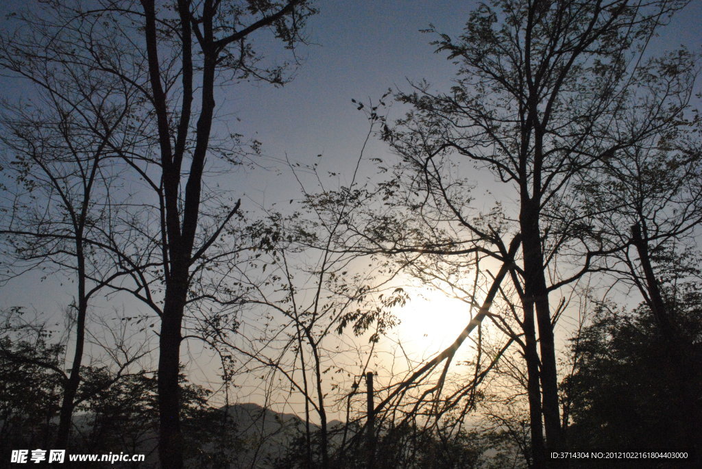 夕阳印树影