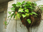 植物