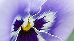微距兰花花瓣