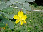 黄色小花
