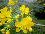黄色小花