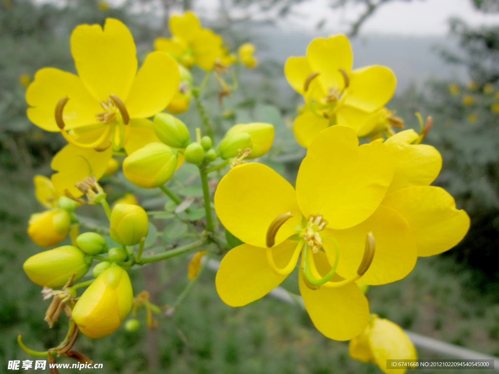 黄色小花